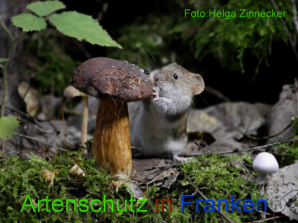 Copyright AiF - Helga Zinnecker Bild zum Eintrag (95823-160)