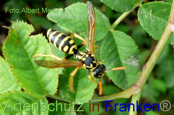 Copyright AiF - Albert Meier Bild zum Eintrag (95897-160)