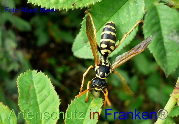 Copyright AiF - Albert Meier Bild zum Eintrag (95898-160)