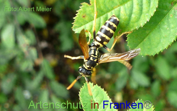 Copyright AiF - Albert Meier Bild zum Eintrag (95899-160)