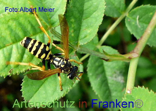 Copyright AiF - Albert Meier Bild zum Eintrag (95901-160)