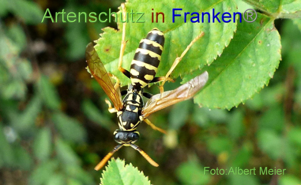 Copyright AiF - Albert Meier Bild zum Eintrag (95902-160)