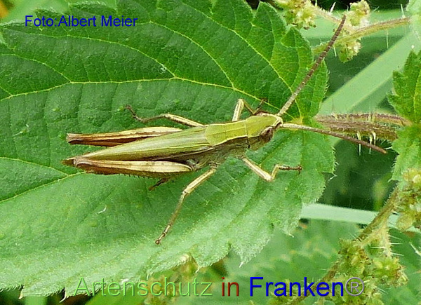 Copyright AiF - Albert Meier Bild zum Eintrag (95922-160)