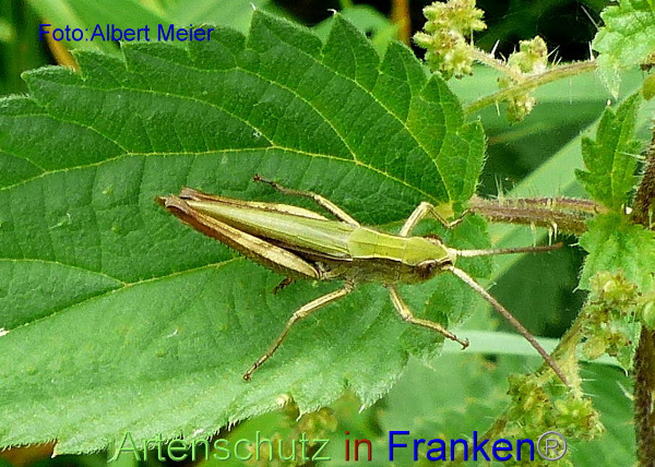 Copyright AiF - Albert Meier Bild zum Eintrag (95924-160)
