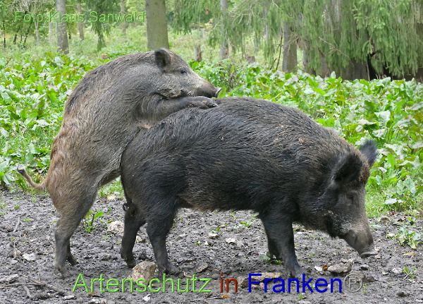 Copyright AiF - Klaus Sanwald Bild zum Eintrag (95936-160)