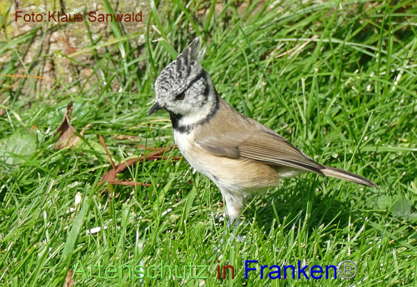 Copyright AiF - Klaus Sanwald Bild zum Eintrag (95938-160)
