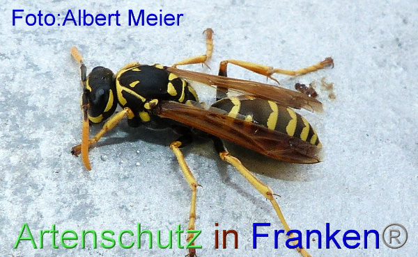 Copyright AiF - Albert Meier Bild zum Eintrag (95969-160)