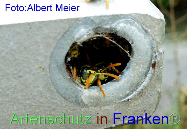 Copyright AiF - Albert Meier Bild zum Eintrag (95970-160)