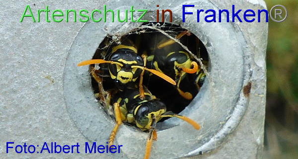 Copyright AiF - Albert Meier Bild zum Eintrag (95971-160)