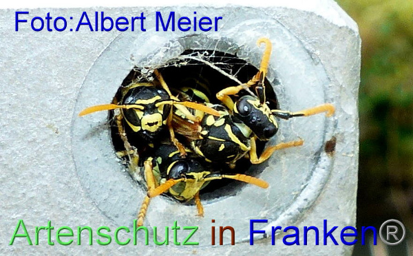 Copyright AiF - Albert Meier Bild zum Eintrag (95972-160)