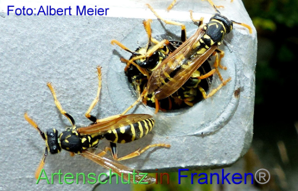 Copyright AiF - Albert Meier Bild zum Eintrag (95973-160)
