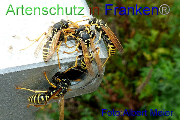 Copyright AiF - Albert Meier Bild zum Eintrag (95974-160)