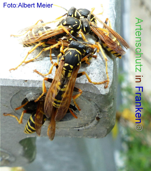 Copyright AiF - Albert Meier Bild zum Eintrag (95976-160)