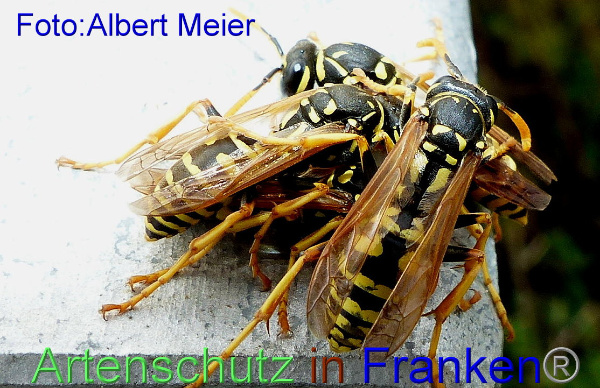 Copyright AiF - Albert Meier Bild zum Eintrag (95977-160)