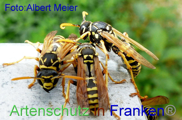 Copyright AiF - Albert Meier Bild zum Eintrag (95978-160)