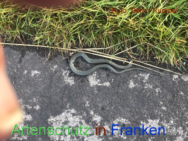 Copyright AiF Bernd Rumpel Bild zum Eintrag (96025-160)