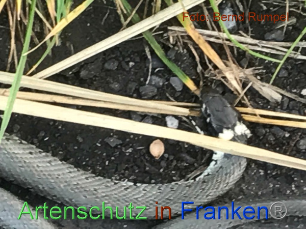 Copyright AiF Bernd Rumpel Bild zum Eintrag (96026-160)