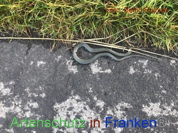 Copyright AiF Bernd Rumpel Bild zum Eintrag (96028-160)