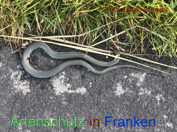Copyright AiF Bernd Rumpel Bild zum Eintrag (96029-160)