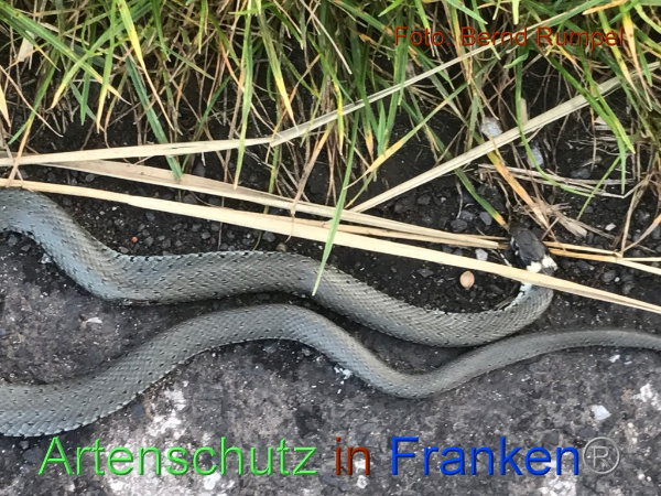 Copyright AiF Bernd Rumpel Bild zum Eintrag (96030-160)