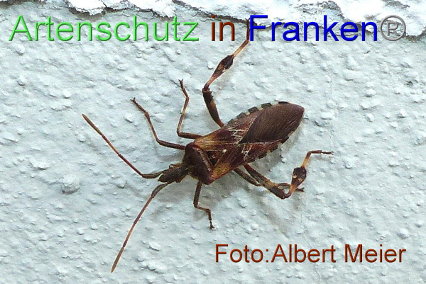 Copyright AiF - Albert Meier Bild zum Eintrag (96075-160)