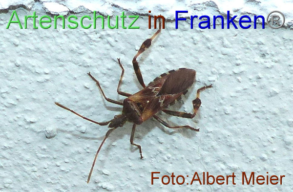 Copyright AiF - Albert Meier Bild zum Eintrag (96076-160)