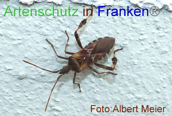 Copyright AiF - Albert Meier Bild zum Eintrag (96077-160)
