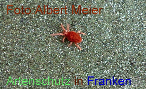 Copyright AiF - Albert Meier Bild zum Eintrag (96151-160)