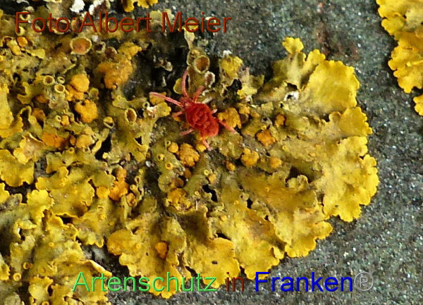 Copyright AiF - Albert Meier Bild zum Eintrag (96152-160)