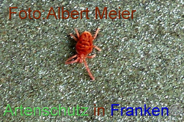 Copyright AiF - Albert Meier Bild zum Eintrag (96153-160)