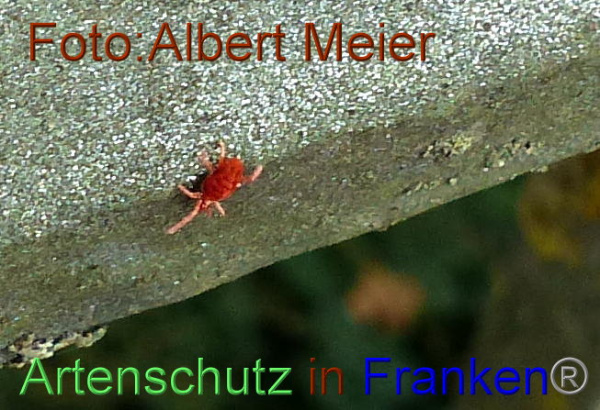 Copyright AiF - Albert Meier Bild zum Eintrag (96154-160)