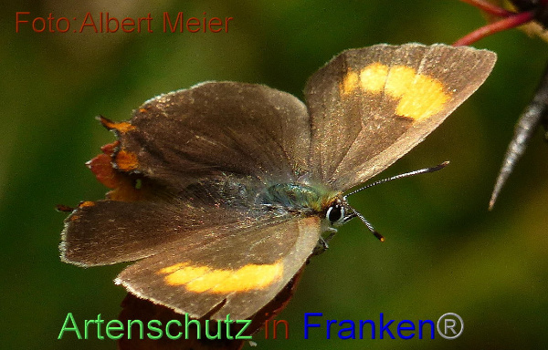 Copyright AiF - Albert Meier Bild zum Eintrag (96157-160)