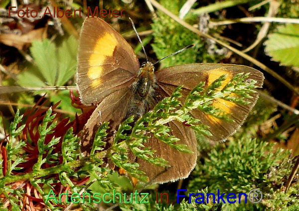 Copyright AiF - Albert Meier Bild zum Eintrag (96158-160)