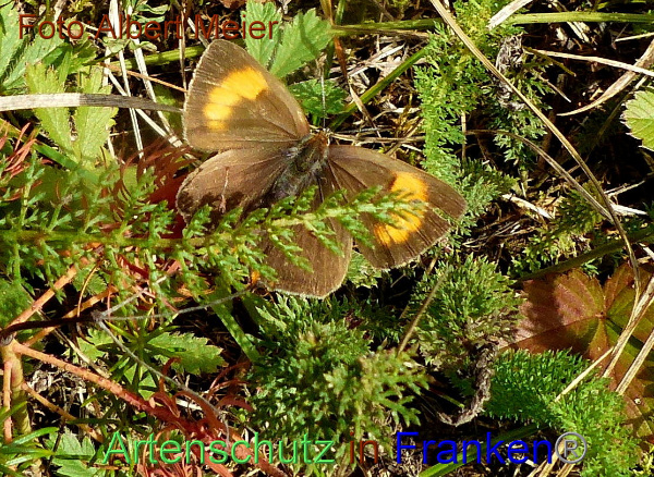 Copyright AiF - Albert Meier Bild zum Eintrag (96159-160)