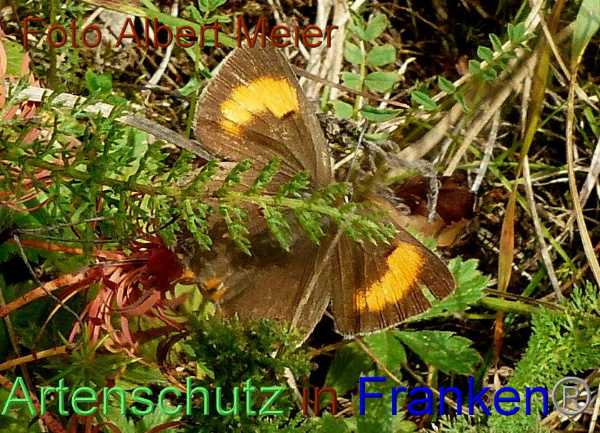 Copyright AiF - Albert Meier Bild zum Eintrag (96160-160)