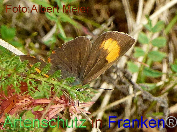 Copyright AiF - Albert Meier Bild zum Eintrag (96161-160)