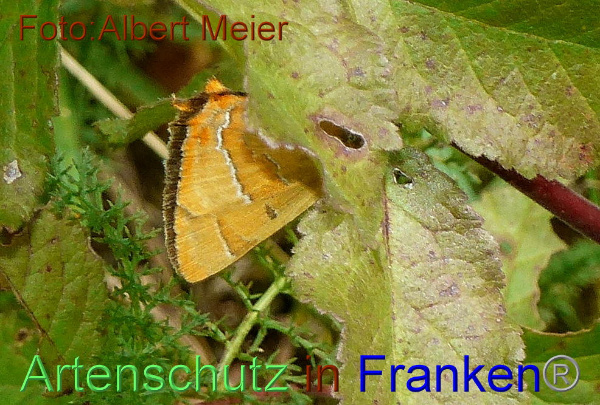 Copyright AiF - Albert Meier Bild zum Eintrag (96162-160)