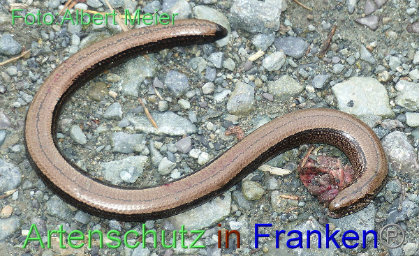 Copyright AiF - Albert Meier Bild zum Eintrag (96164-160)