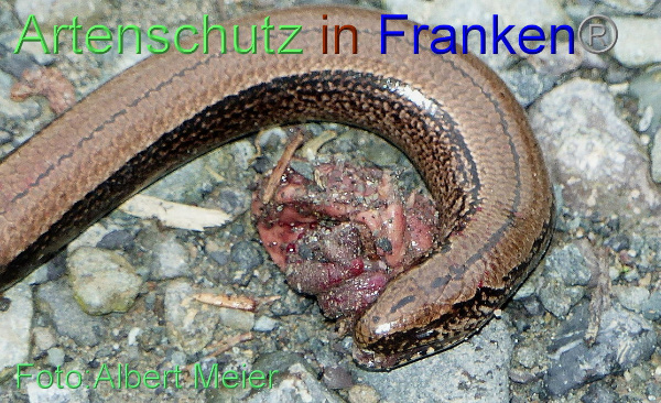 Copyright AiF - Albert Meier Bild zum Eintrag (96165-160)