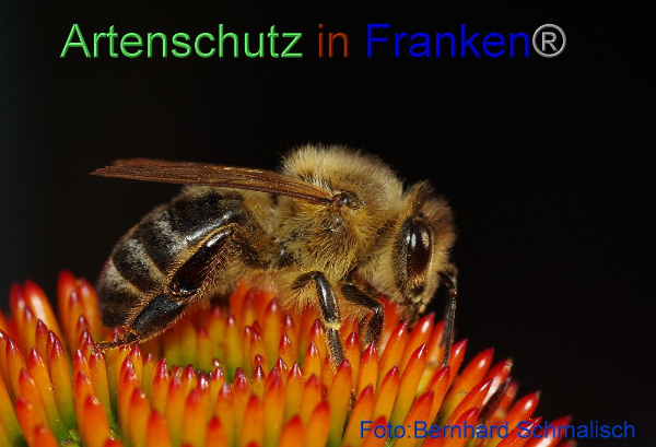 Copyright AiF / Bernhard Schmalisch Bild zum Eintrag (96221-160)