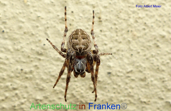 Copyright AiF - Albert Meier Bild zum Eintrag (96276-160)