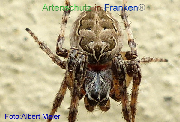 Copyright AiF - Albert Meier Bild zum Eintrag (96277-160)