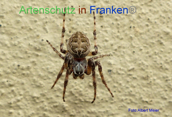 Copyright AiF - Albert Meier Bild zum Eintrag (96279-160)