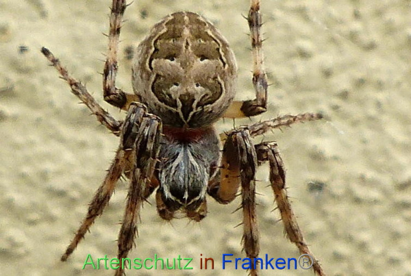 Copyright AiF - Albert Meier Bild zum Eintrag (96281-160)