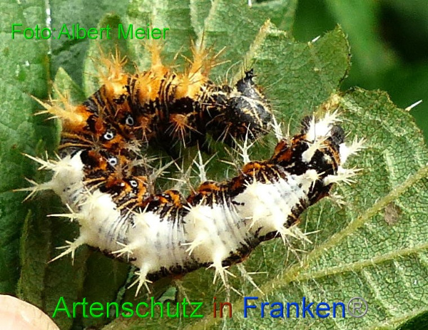 Copyright AiF - Albert Meier Bild zum Eintrag (96394-160)