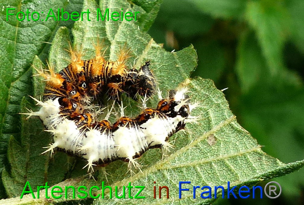 Copyright AiF - Albert Meier Bild zum Eintrag (96395-160)