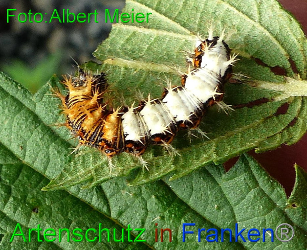 Copyright AiF - Albert Meier Bild zum Eintrag (96396-160)