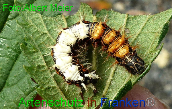 Copyright AiF - Albert Meier Bild zum Eintrag (96398-160)