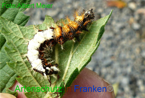 Copyright AiF - Albert Meier Bild zum Eintrag (96399-160)