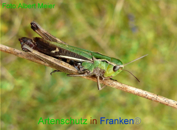 Copyright AiF - Albert Meier Bild zum Eintrag (96404-160)